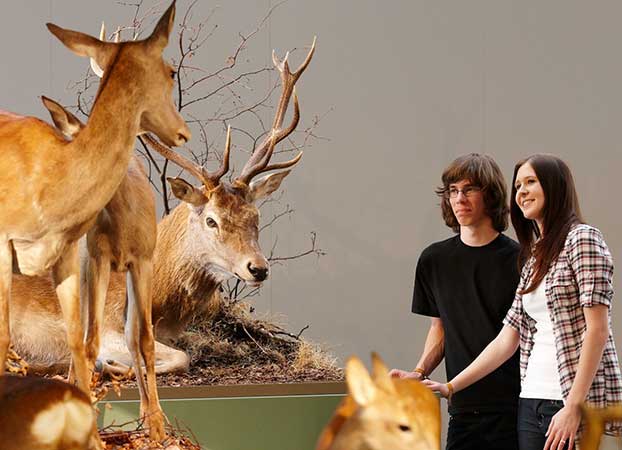 Spannende Einblicke in Flora und Fauna der Schweiz im Bündner Naturmuseum.